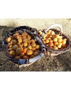 Abricots frais - Domaine JULLINE Le Barroux